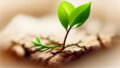 save the green planet concept with green fresh sprout growing from dry soil